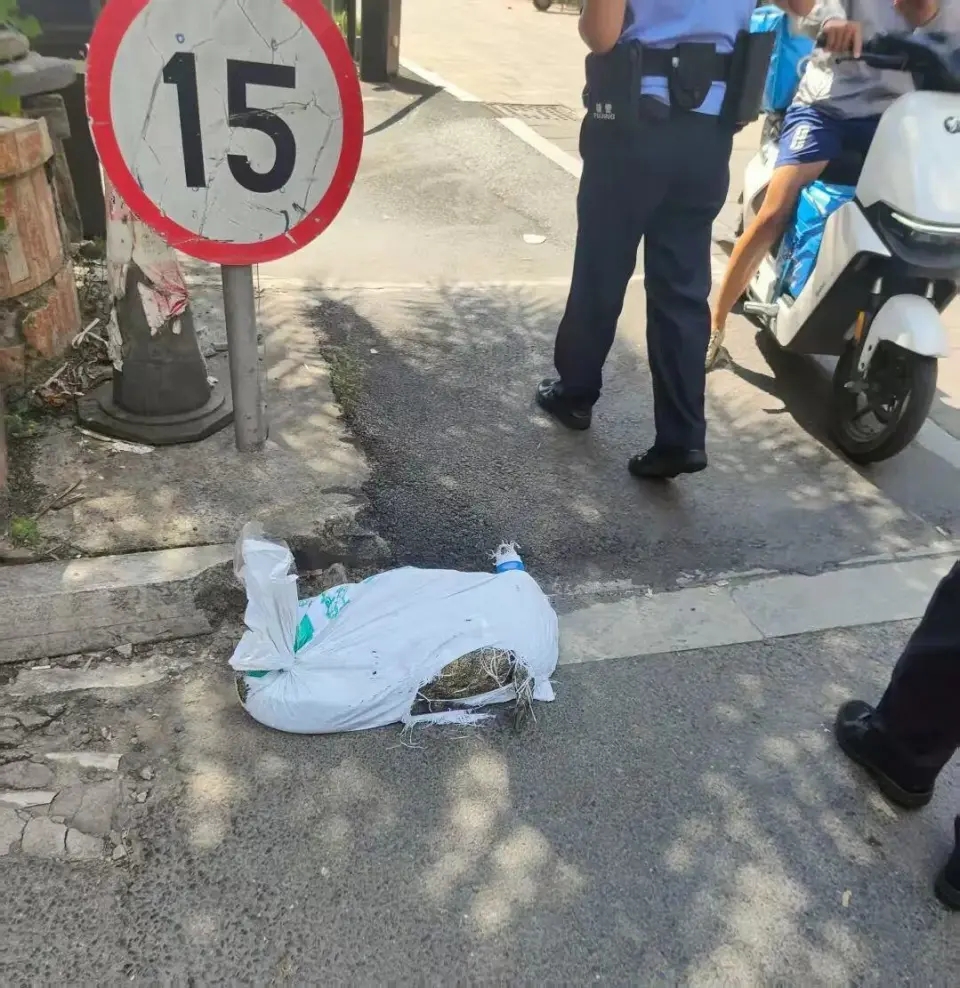 鱷魚掙扎多次掉落車,騎手報警處理。 鱷魚掙扎多次掉落車,騎手報警處理。