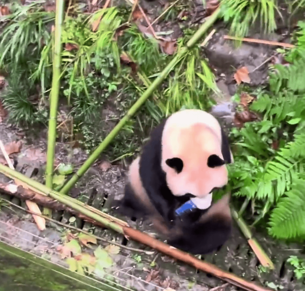 大熊貓梅蘭開始啃咬手機，一眾遊客高呼：「不要吃！」