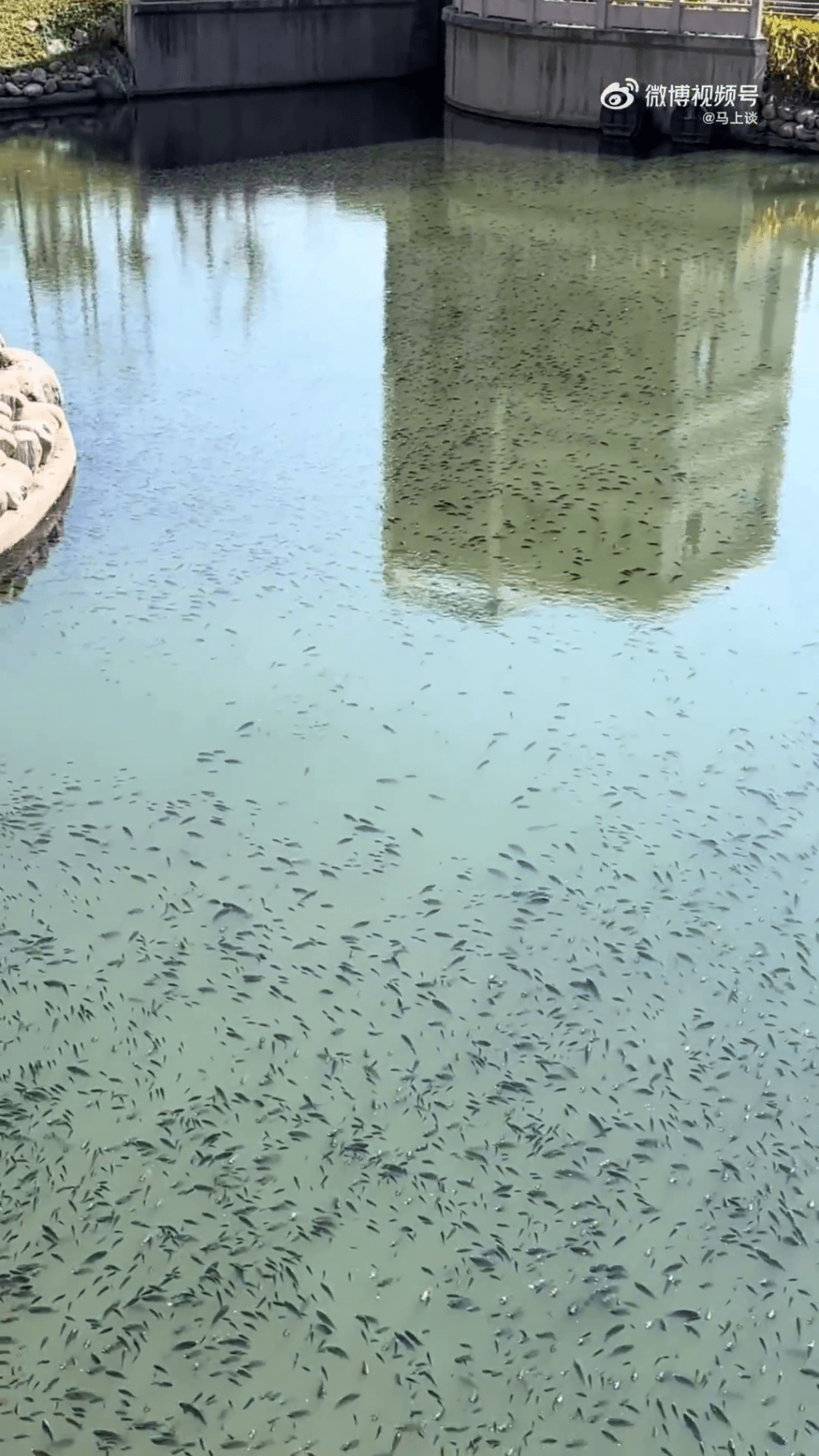 溫州一河面密密麻麻佈滿羅非魚，疑因天氣太凍浮上水面曬太陽。