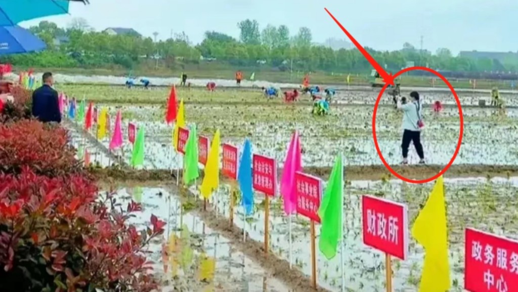 色彩鮮豔的旗幟與遠處彎捲起褲腳腰插秧的公務員相映成趣。