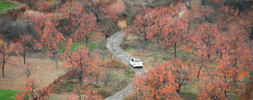 陝西咸陽羅店村的柿子樹今年秋天意外走紅。抖音@夏目(xiamu)