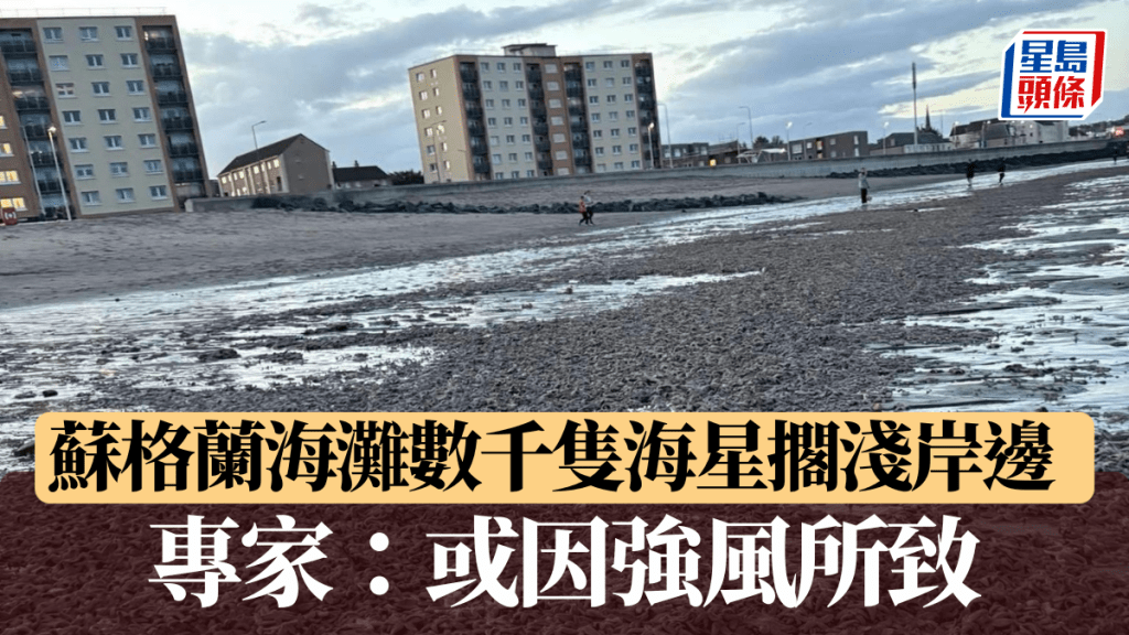 蘇格蘭海灘數千隻海星擱淺岸邊,專家:或因強風所致。圖片來源:Facebook @ Fife jammer locations