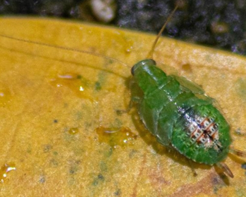 綠色蟑螂在新加坡湯姆森自然公園被發現。互聯網圖片