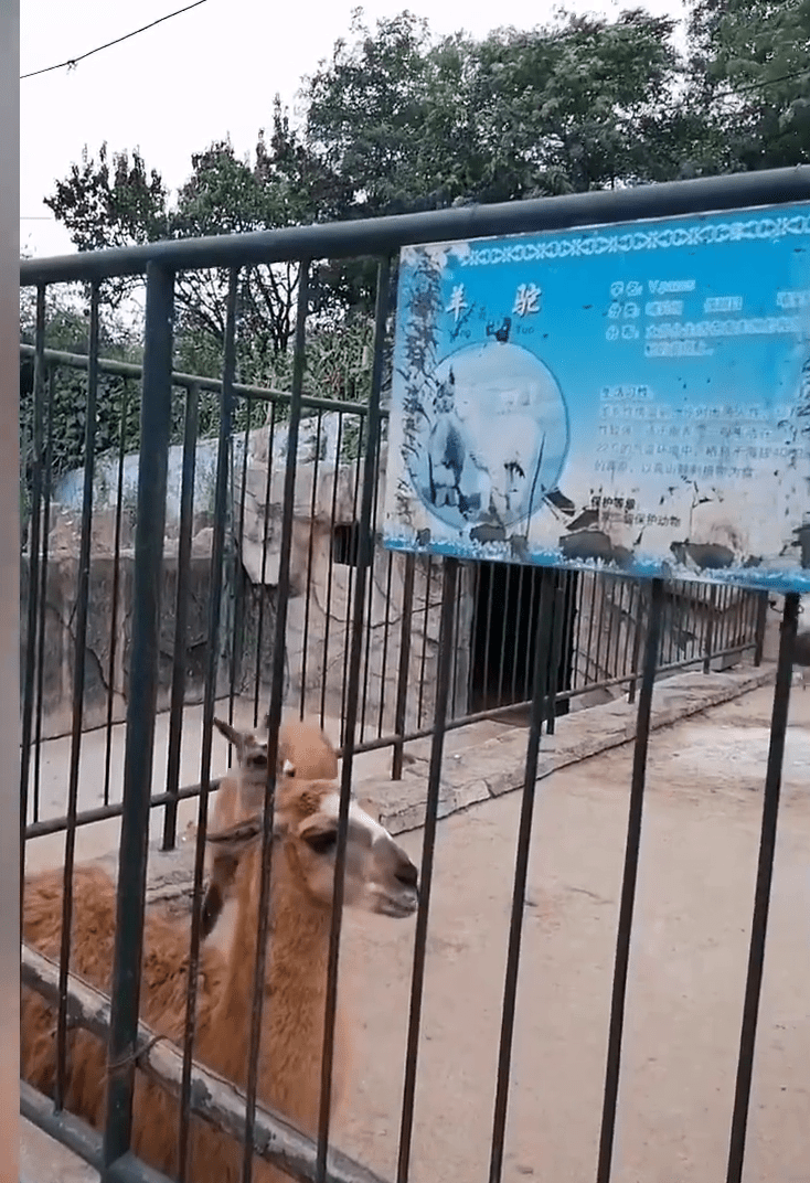 遼寧瓦房店市動物園內，動物的情況不佳。