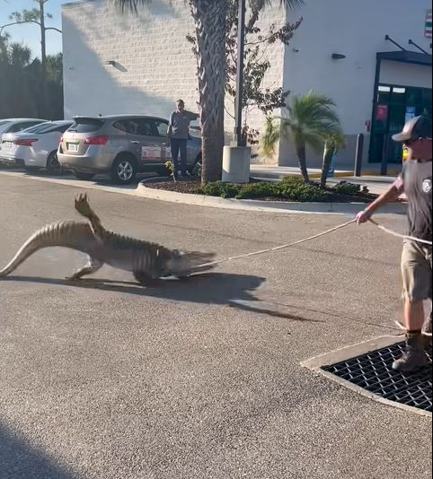 現場人員用繩索套住鱷魚頭頸。Facebook