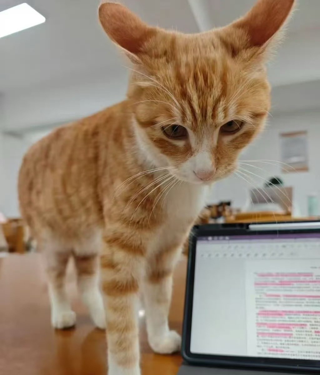 「小橘子」是雲南大學校園的一隻深受師生愛歡迎的流浪貓。微博＠吃瓜姊妹