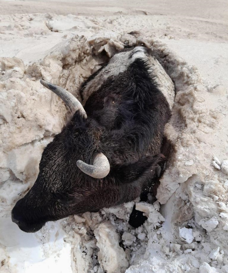 一头牛被埋在雪堆中。新华社