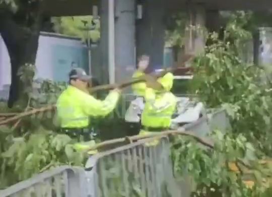 颱風樺加沙影響下，深圳多個路段樹木倒伏，有關部門清理現場。 深圳新聞網