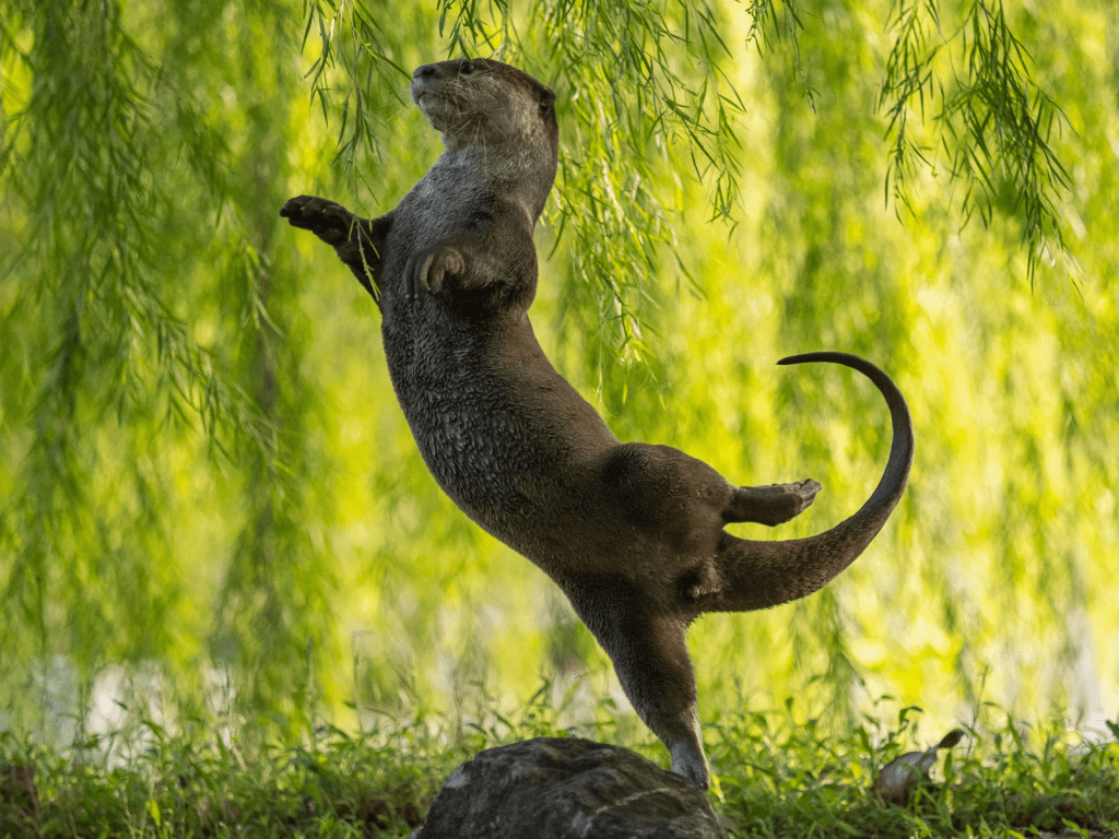 水下生物类别冠军。获奖者：Otter Kwek