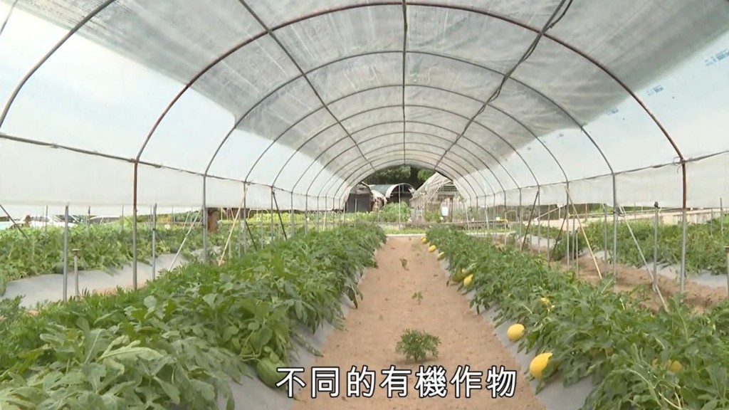 位於上水鄉郊的大龍實驗農場是全港唯一一個由政府負責運作的實驗農場。政府新聞處影片截圖