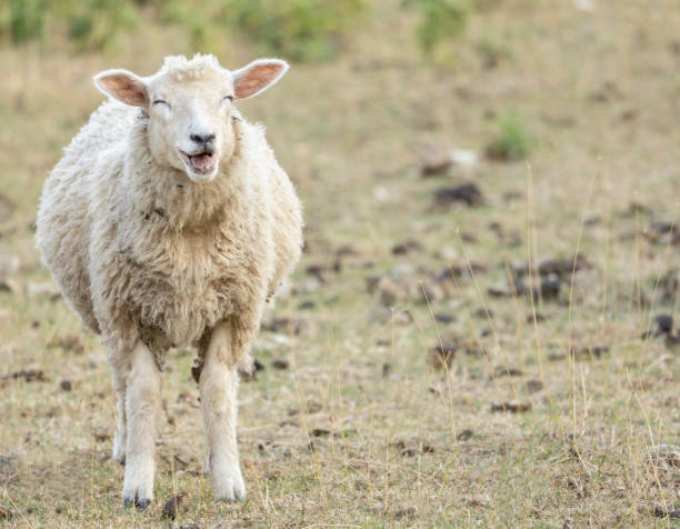 屬羊或者生於羊月的人，經常會有人圍在他身邊，你有這個密碼嗎？