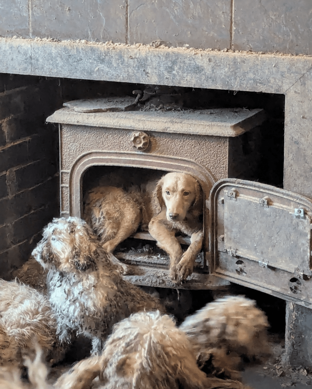 有狗只因无处容身,竟被迫缩在柴火炉内向外探头,恶劣环境超乎常人想像。 有狗只因无处容身,竟被迫缩在柴火炉内向外探头,恶劣环境超乎常人想像。