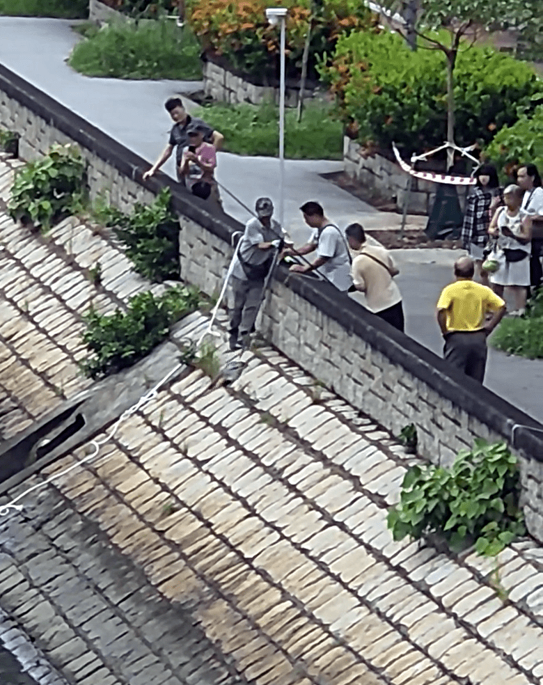 有市民昨天用勾捕殺魔鬼魚。網上截圖