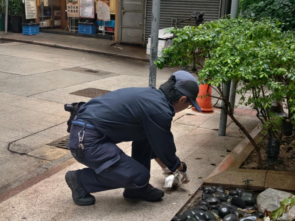 愛協職員接報到場將白鴿帶走檢查。 愛協職員接報到場將白鴿帶走檢查。