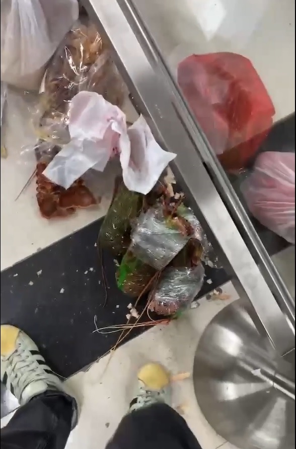 水貨客走私龍蝦被截獲後,大量被棄置在羅湖口岸入境關卡通道,每行一步幾乎「一步一龍蝦」。(影片截圖)