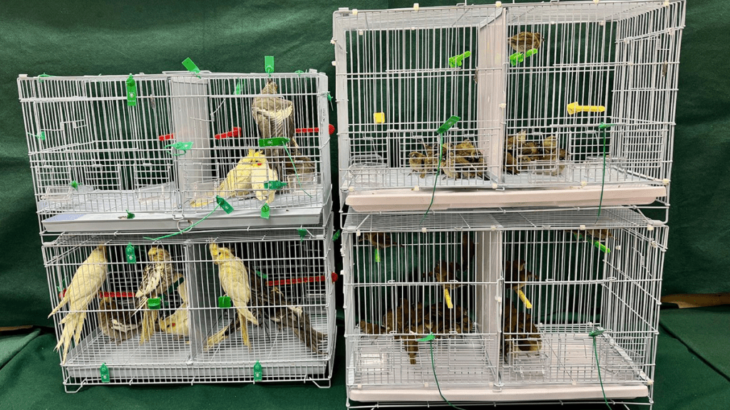 檢獲的懷疑非法進口活雀鳥。