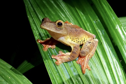 圖片來源：iNaturalist