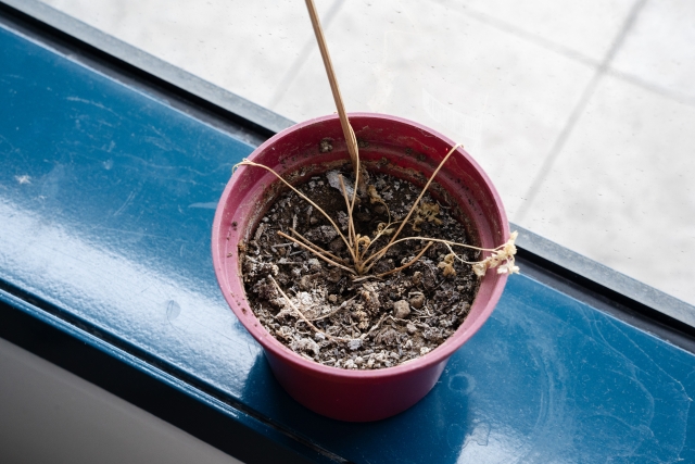 年廿八大掃除必清家品4：枯掉的盆栽（圖片來源：PhotoAC）