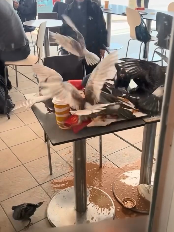 現場一片混亂。threads@sweethxm0428影片截圖