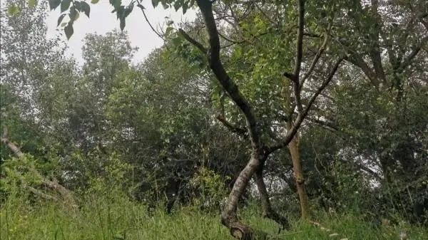 女童屍體當年被發現掛在一棵約2米高的樹上。