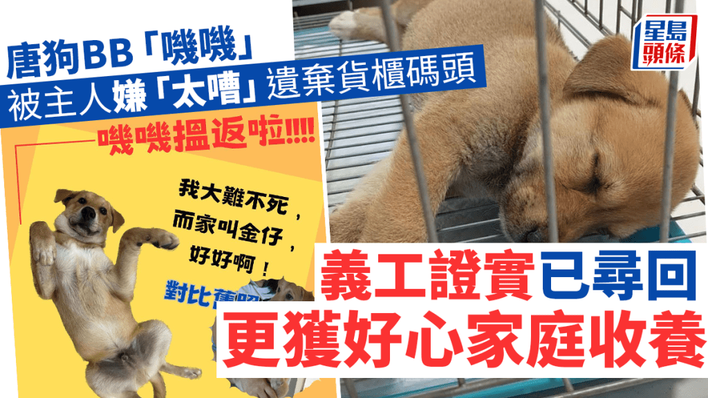 唐狗BB「嘰嘰」被遺棄在葵涌貨櫃碼頭一個停車場，事件引起廣泛關注。