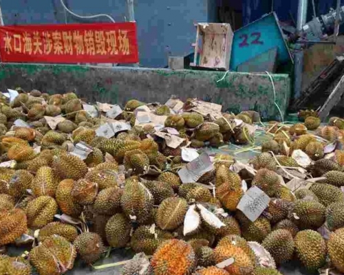 廣西再現一批來歷不明榴槤，被銷毀成有機肥。(網圖)