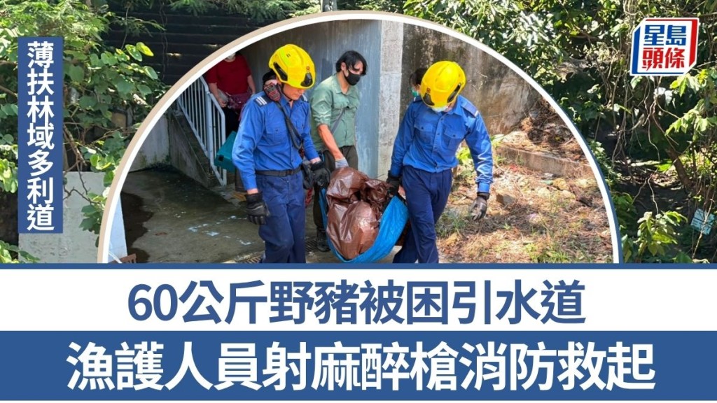 薄扶林域多利道重60公斤野豬被困引水道 漁護人員射麻醉槍消防救起