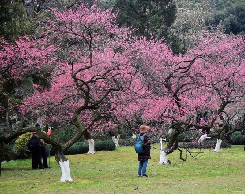 西湖景區春暖花開,遊客外出賞花踏春。新華社