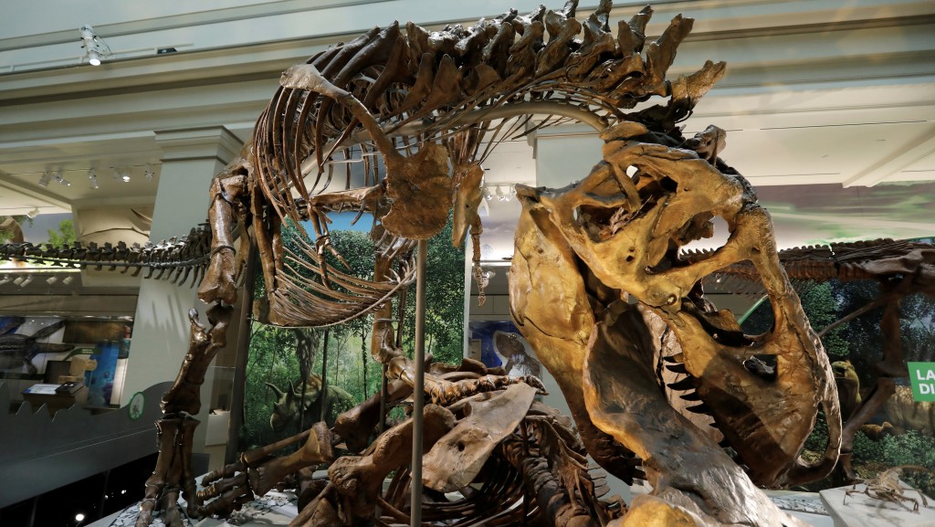 英國「陰謀論」學校Universallkidz教導學生「恐龍從未存在過」。圖為考古學家找到的恐龍化石。 路透社