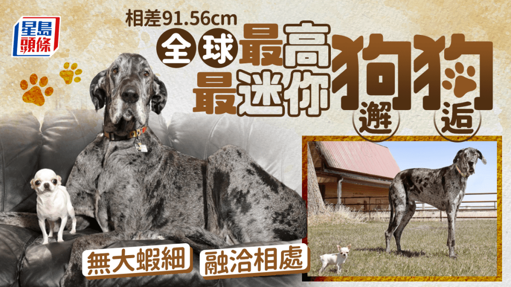 身高達1米的大丹犬與僅9.14厘米高的芝娃娃,相映成趣。健力士世界紀錄
