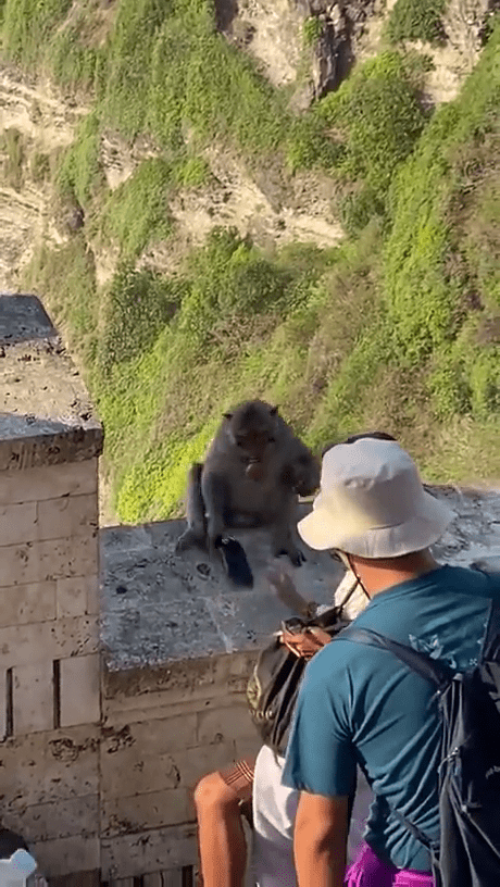 猴子终于将女游客的手机交出。