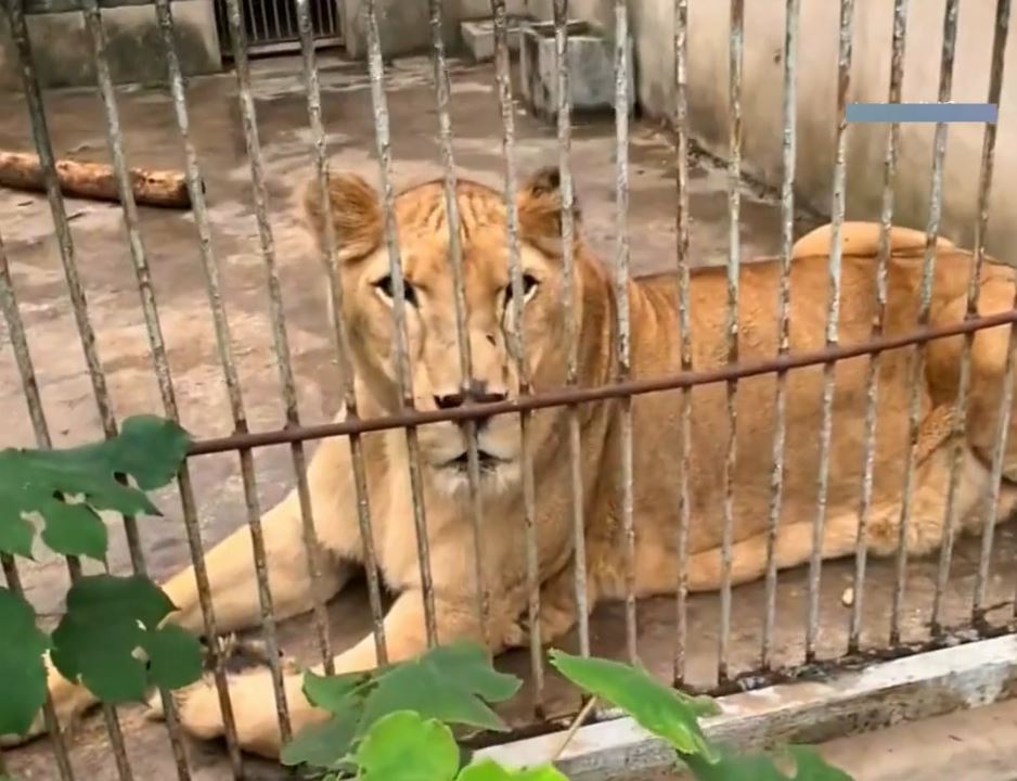「最寒酸動物園」之前雖無遊客，但在馮元勇悉心照顧下，所有動物仍肥肥白白。抖音@小五動物園