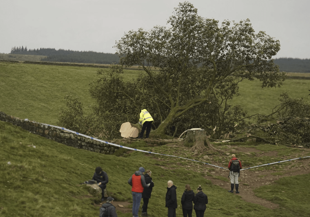 位于英国北部诺森伯兰郡国家公园的“罗宾汉树”周四晚被人恶意砍下，震惊当地社会。美联社