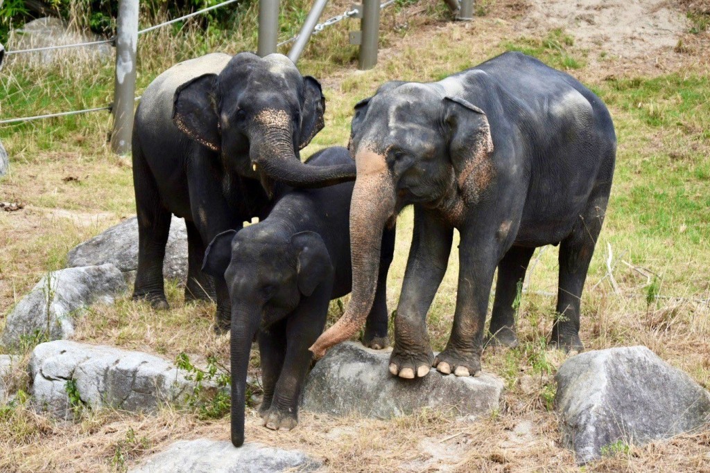 福岡動物園發生幼象三度走甩事件。Ｘ