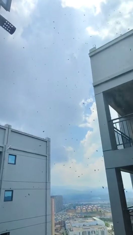 林女士30樓的家被數千蜜蜂入侵築巢。抖音＠林紙桉