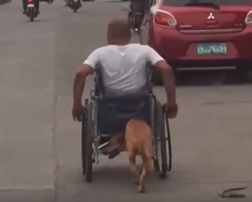 殘疾男子獲忠犬幫忙推輪椅,影片廣傳網絡。(網圖)