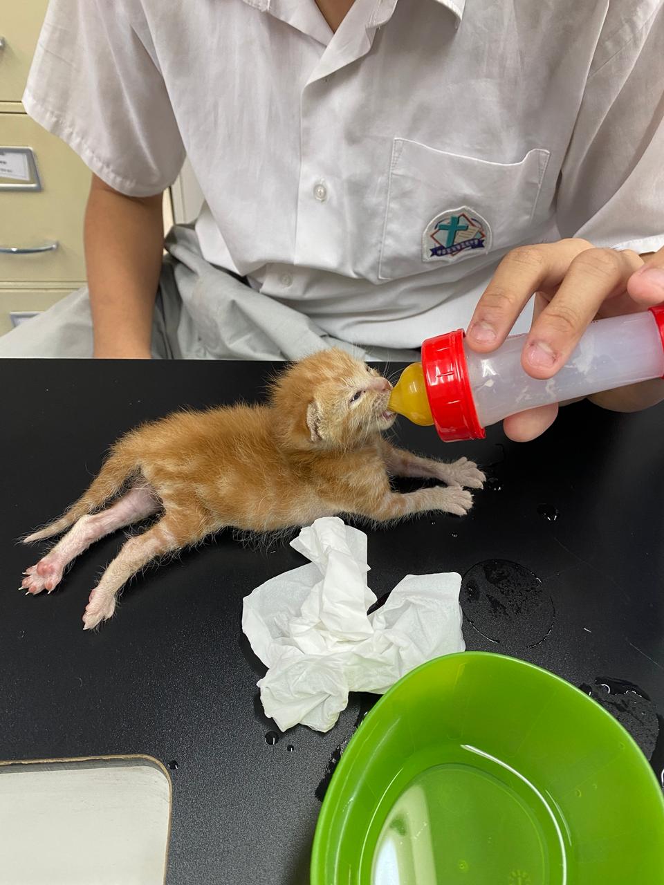 學生們曾在學校中發現只出生兩天的奶貓,大家都在小息時紛紛爭着餵奶,展現愛心。 學生們曾在學校中發現只出生兩天的奶貓,大家都在小息時紛紛爭着餵奶,展現愛心。