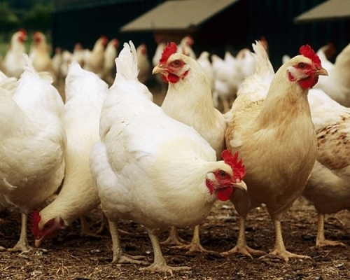 湖南省鳳凰縣日前爆發H5N6禽流感疫情,當地已撲殺家禽1,029隻,疫情已得到控制。(網圖)
