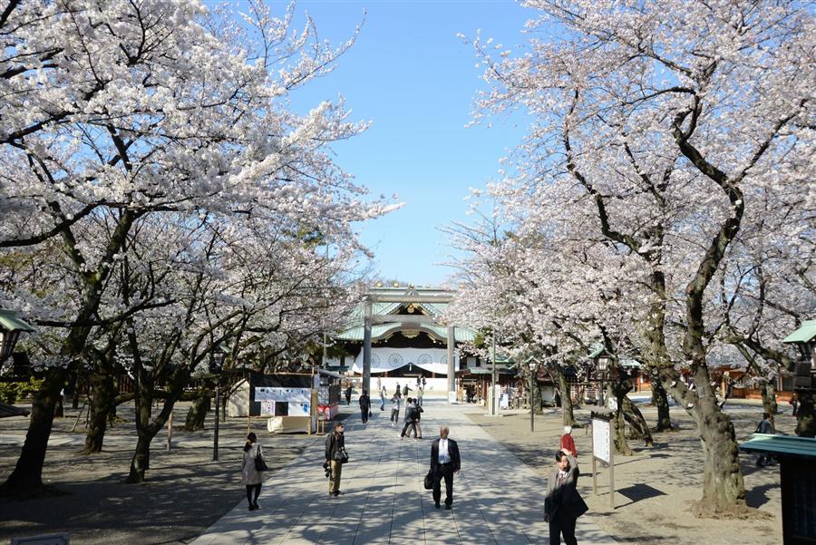 靖國神社櫻花往年這個時候已經開花。網上圖片