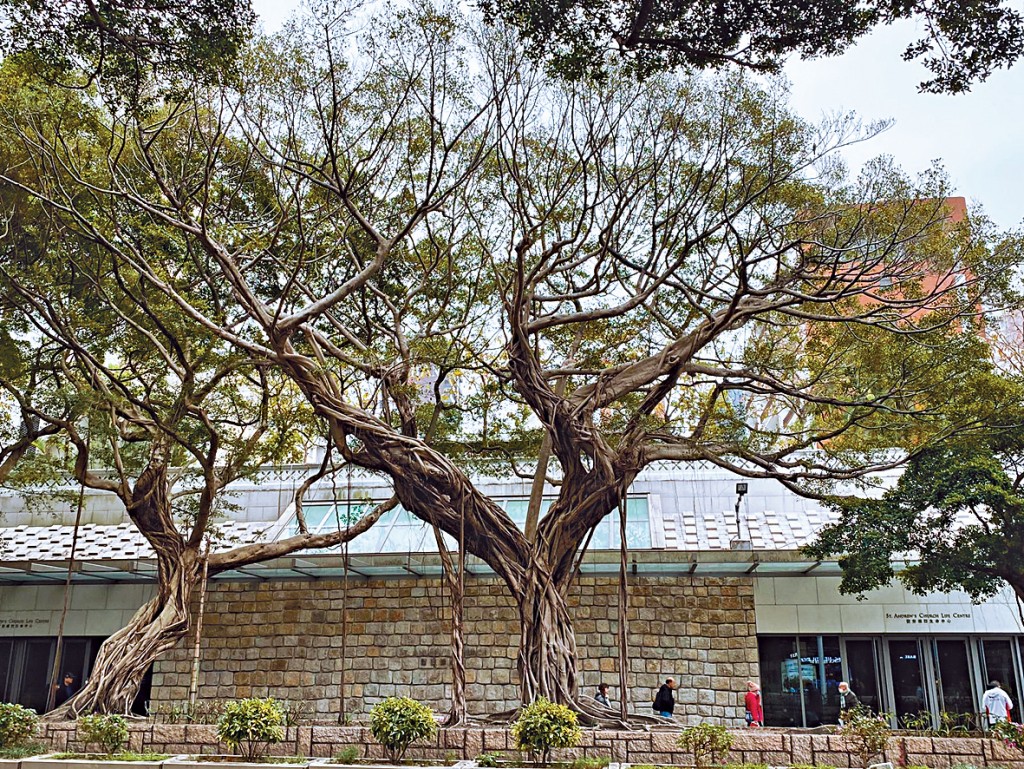 尖沙咀聖安德烈堂對開兩棵細葉榕疑遭褐根病及蛾害侵襲，右方古樹的樹冠枝葉近90%光禿。