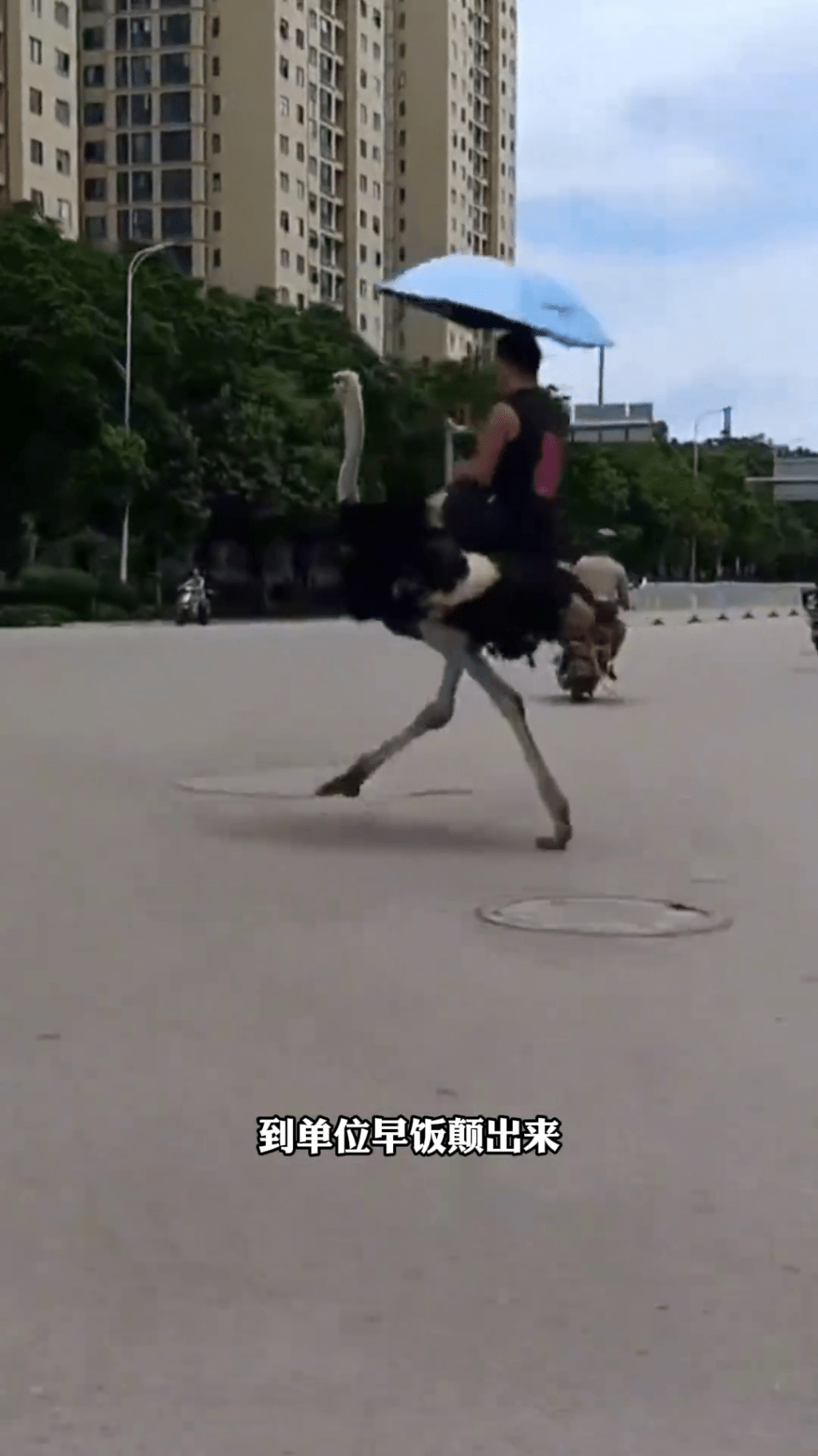 雲南男子騎鴕鳥代步,成網絡熱話。 雲南男子騎鴕鳥代步,成網絡熱話。