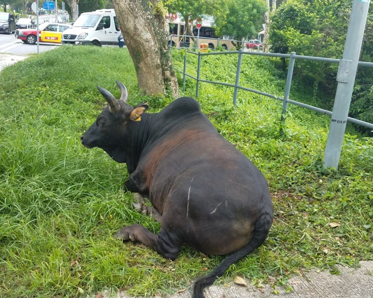 一隻成年雄性黃牛西沙公路遭的士撞傷，因傷得太重需人道毀滅。