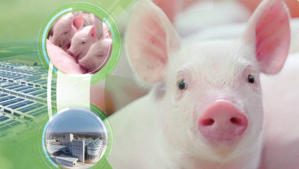 內地豬肉龍頭牧原股份招股 集資近107億 入場費3939元