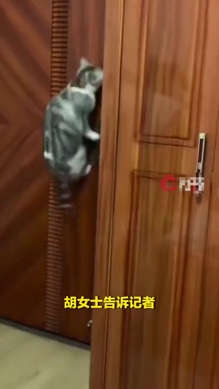 戶主胡女士表示,她養的貓咪平時在家已懂得自行開門。 戶主胡女士表示,她養的貓咪平時在家已懂得自行開門。