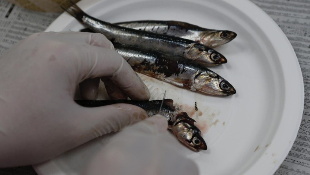 2013年，實驗室技術人員將福島第一核電廠附近捕獲的鯷魚取樣進行銫測試。 路透社