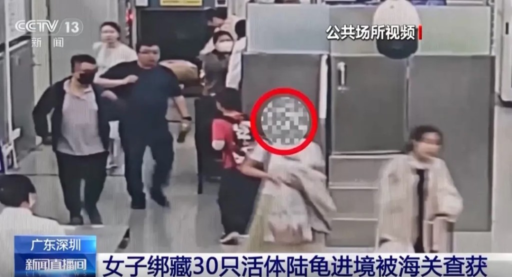 福田海關人員揭發女旅客在黑絲襪夾帶30隻活體龜入境。央視 福田海關人員揭發女旅客在黑絲襪夾帶30隻活體龜入境。央視