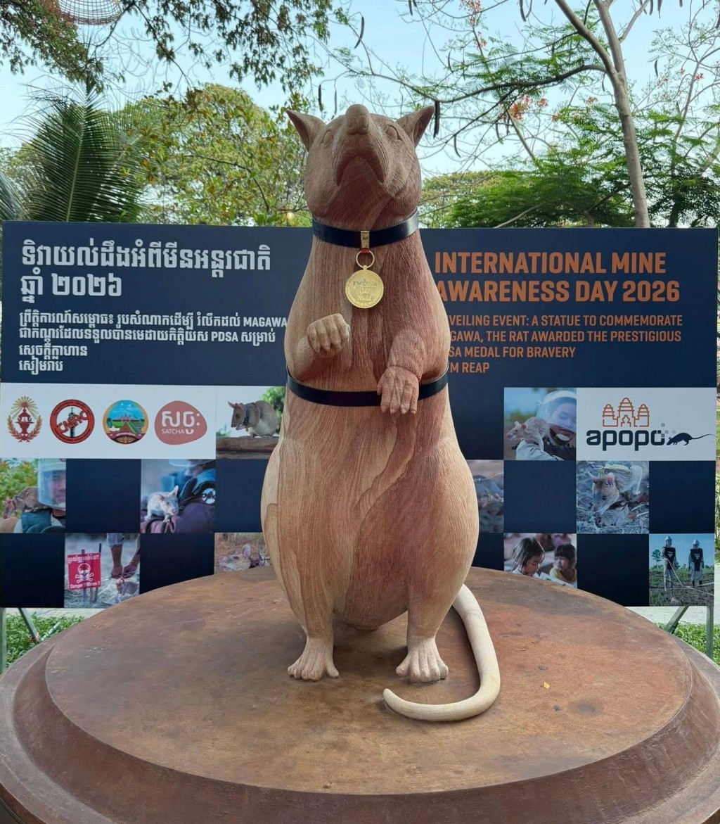 柬埔寨為Magawa建全球首座掃雷鼠紀念雕像。柬埔寨政府網站