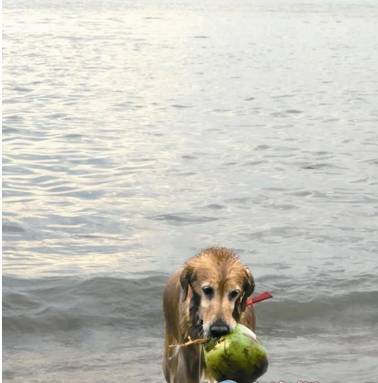 只要主人沒玩具,就會把執垃圾當成樂趣。