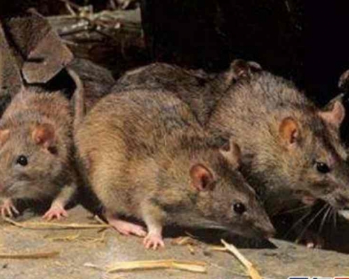 内蒙古发生第2宗鼠疫死亡病例。资料图片