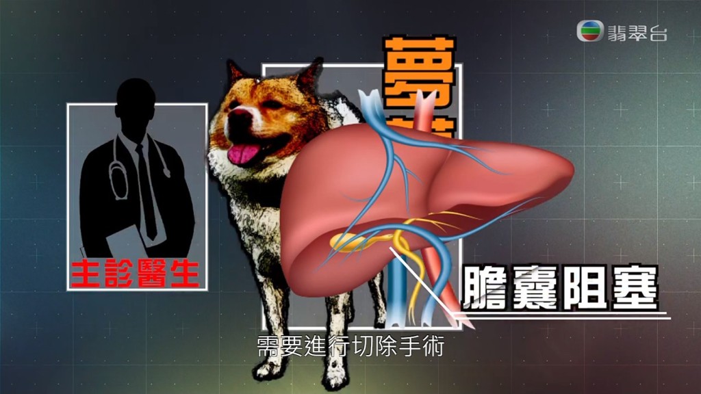 狗主到中心时，爱犬已经离世。资料图片